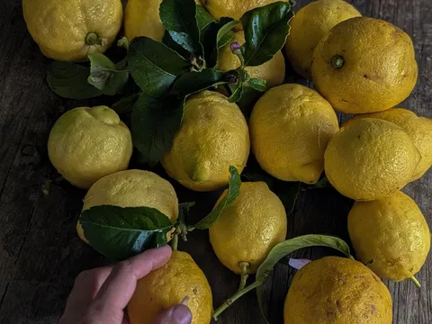 Spray free lemons from Forest Farm Denmark