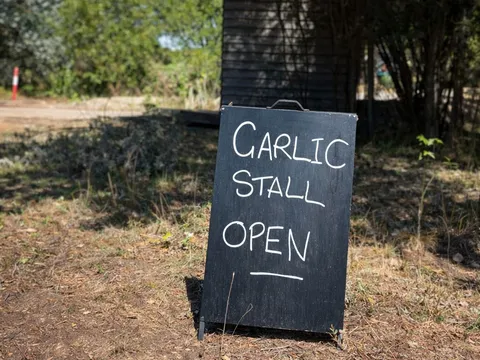 Haaseford Farms Garlic in Ironbank, SA