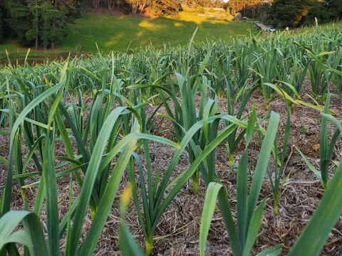 Haaseford Farms Garlic in Ironbank, SA