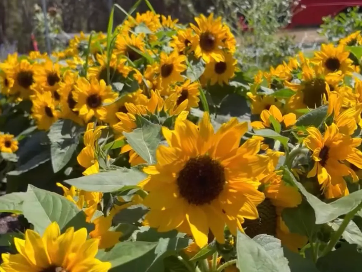 Denmark Flower Farm in Scotsdale, WA