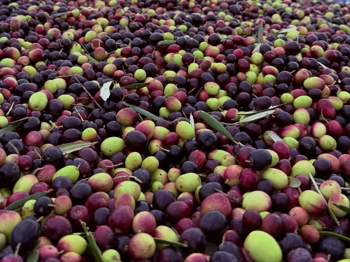 Ampale Olives in Willunga, SA