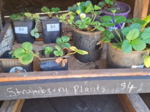 Tarigo Farm Stall in South Maclean, QLD