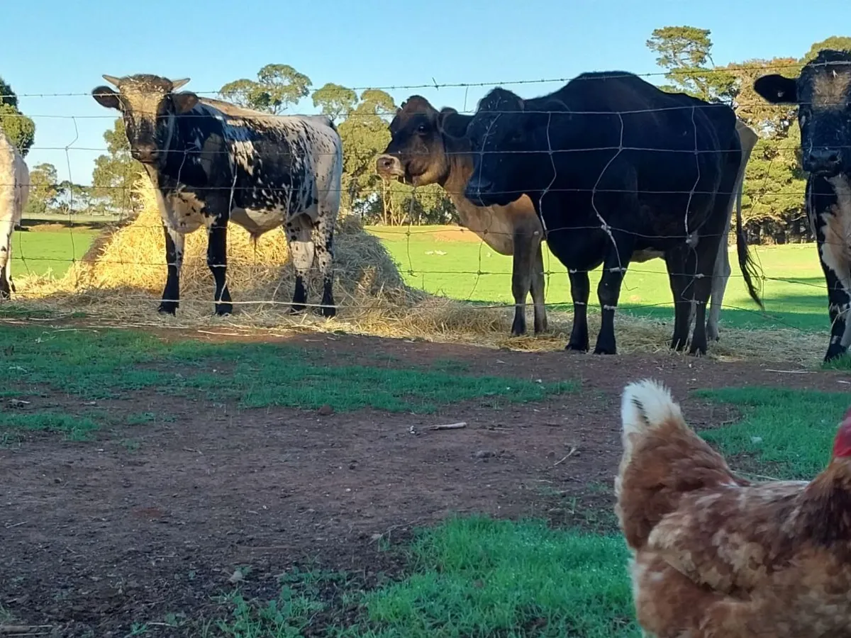 Cartapo Creek Hobby Farm in Hallett, SA