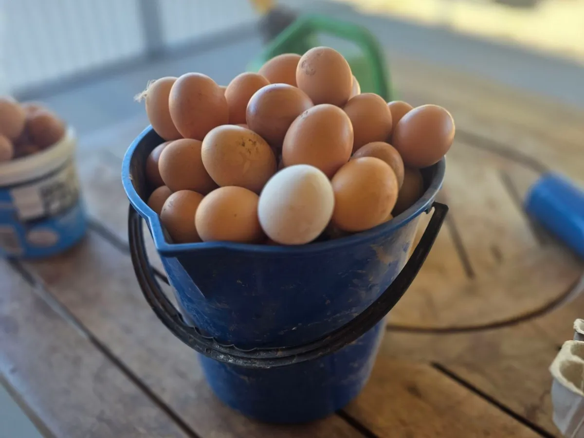 The Egg Co in MacDonald Park, SA