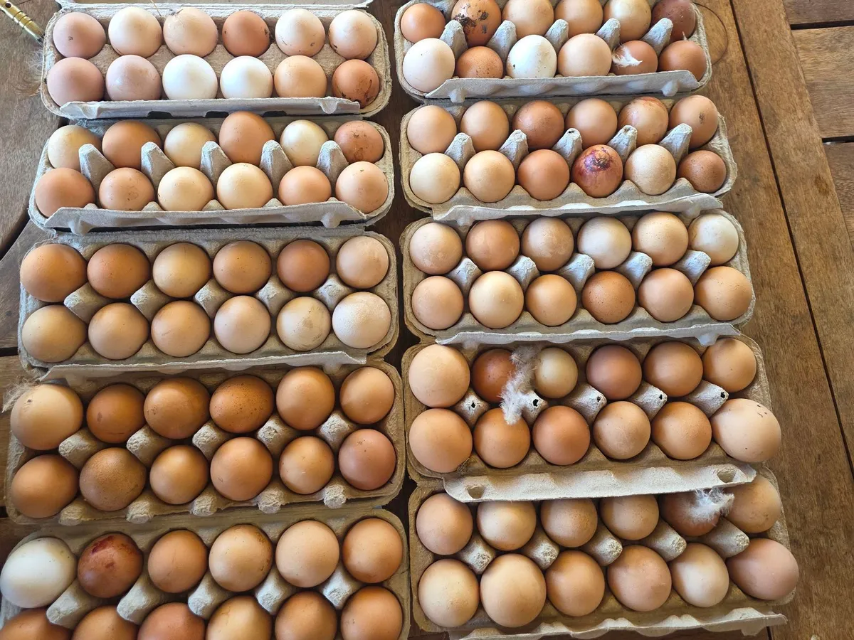The Egg Co in MacDonald Park, SA