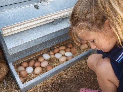 The Egg Co in MacDonald Park, SA