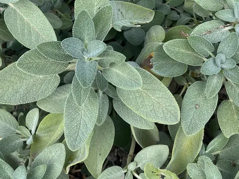 Ali’s Permaculture kitchen garden in Kooringal, NSW