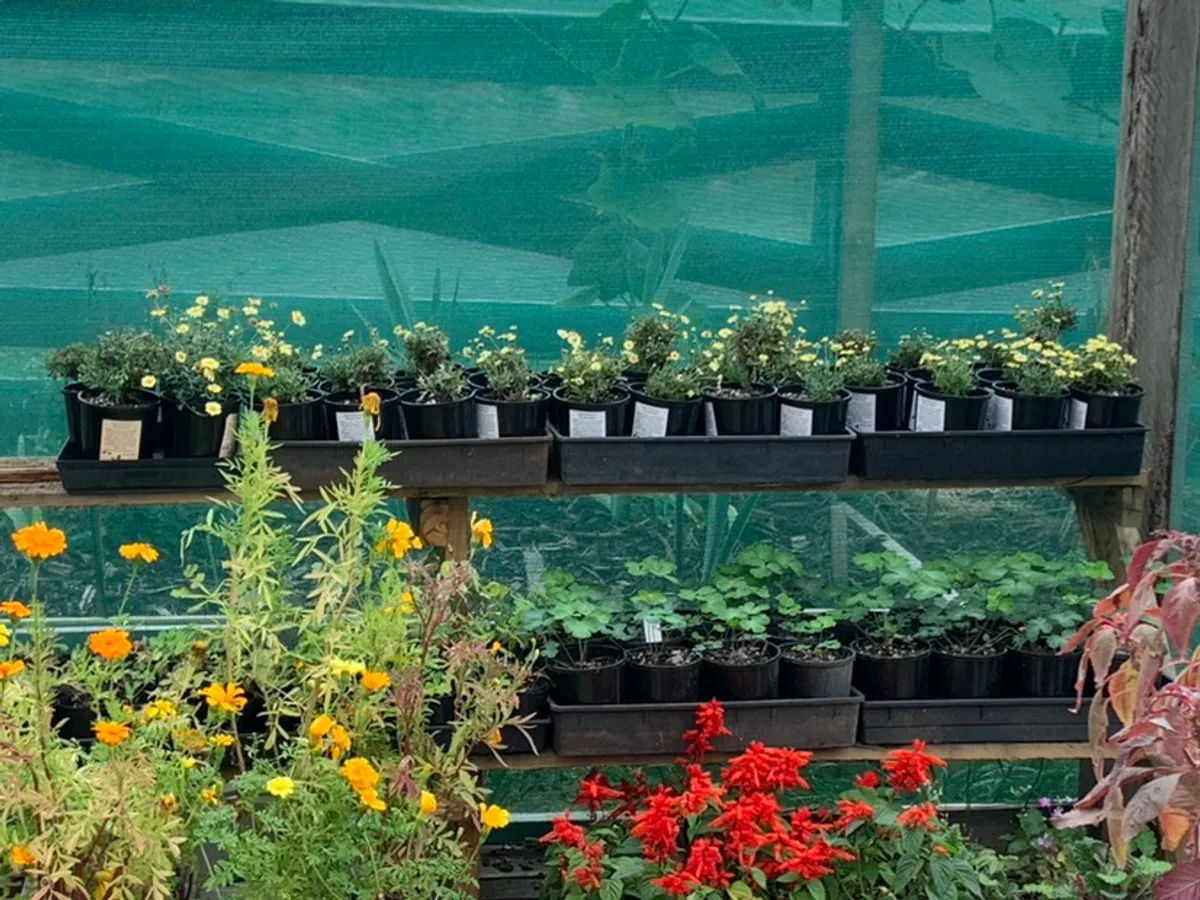 Van Tilburg Nursery  in Westbury, TAS