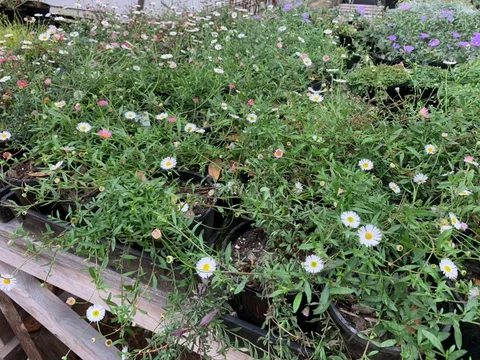 Van Tilburg Nursery  in Westbury, TAS