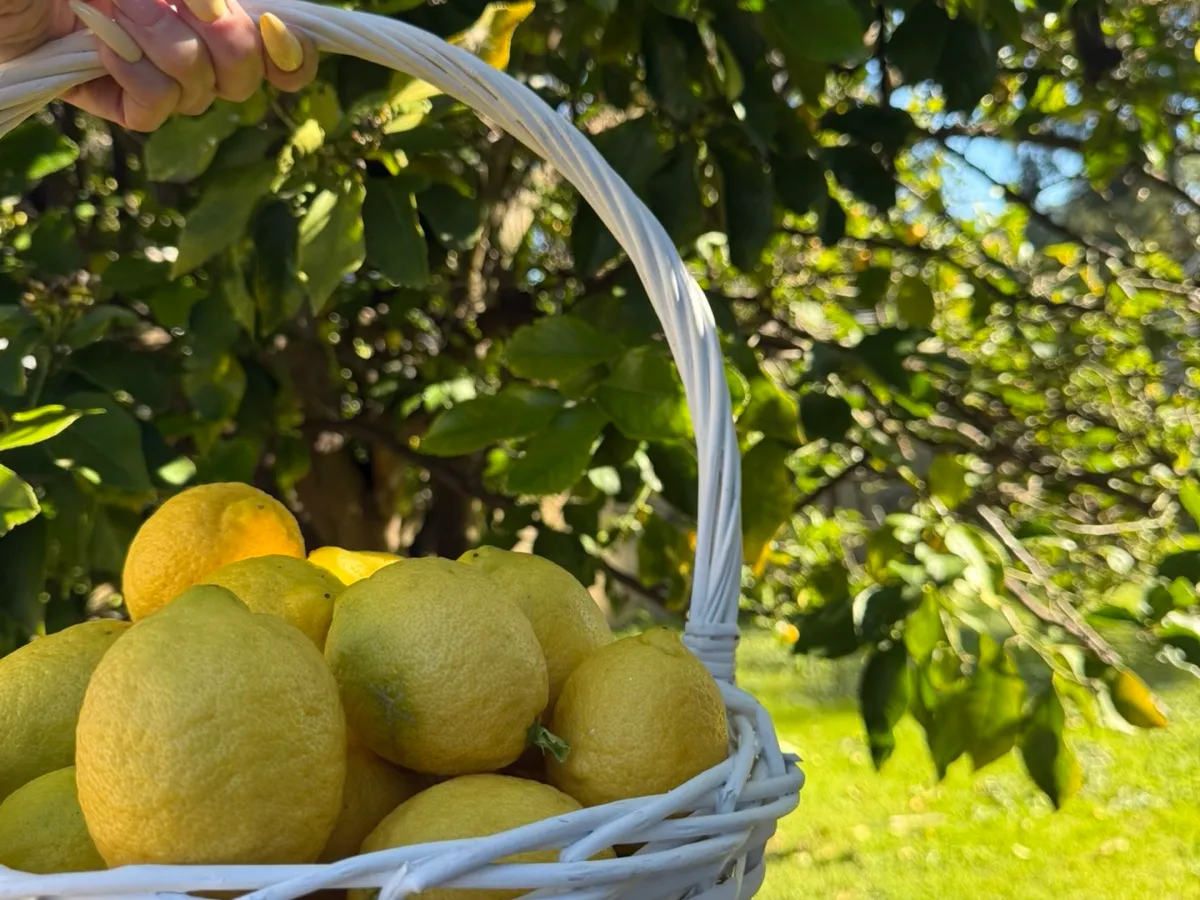 Lemons in Nuriootpa, SA