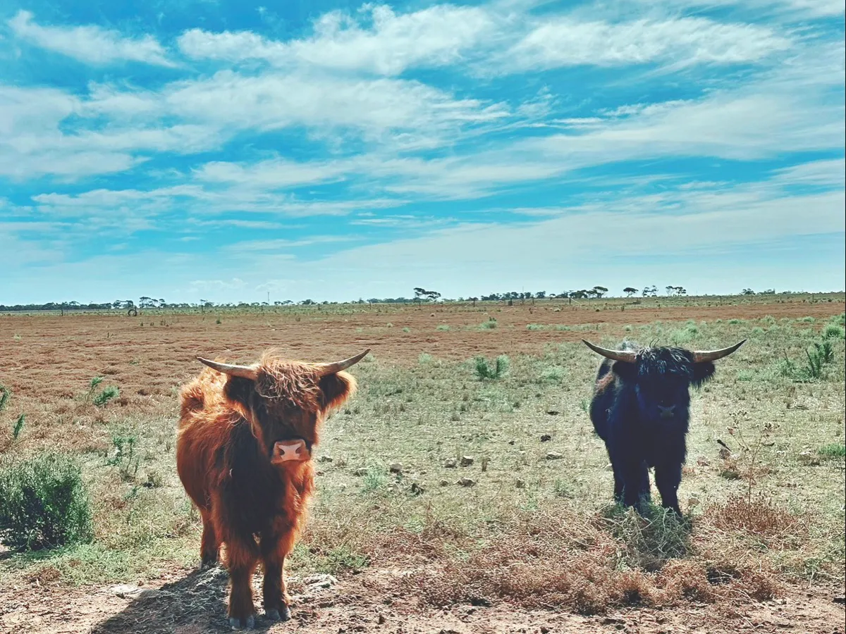 WINLOW FARM in Two Wells, SA