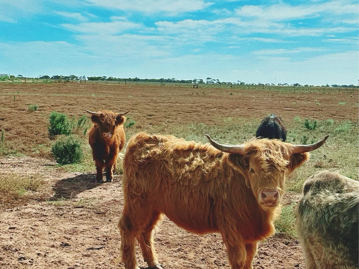 WINLOW FARM in Two Wells, SA