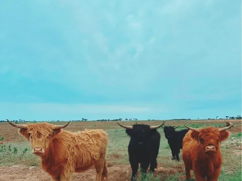 WINLOW FARM in Two Wells, SA