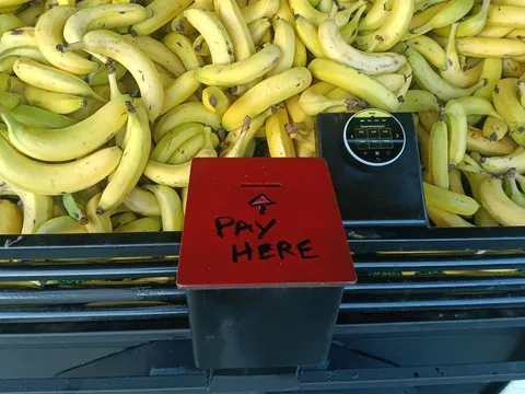 Bananas from Logan Bananas - Johnson Road 