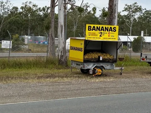 Bananas - Old Greenbank road in Greenbank, QLD