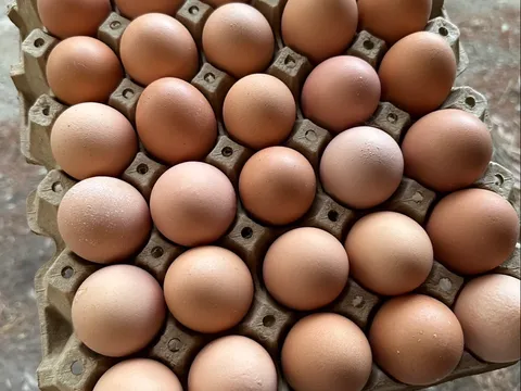 Yarra Valley Farm Fresh Eggs in Wesburn, VIC