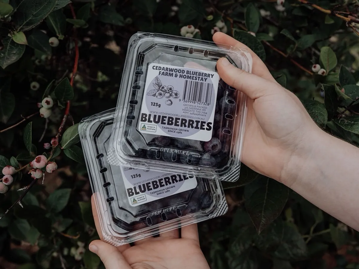 Cedarwood Blueberries in Margate, TAS