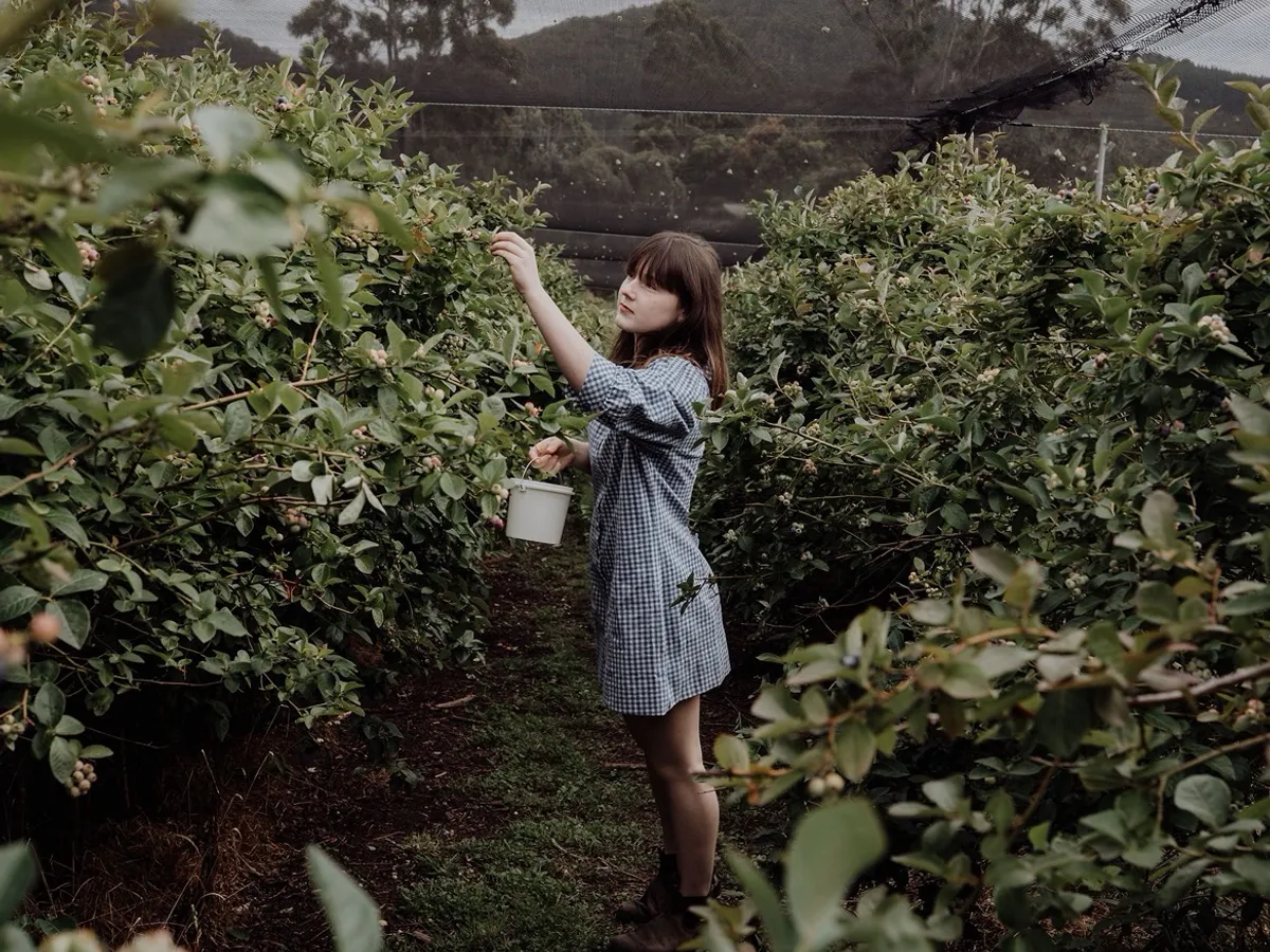 Cedarwood Blueberries in Margate, TAS