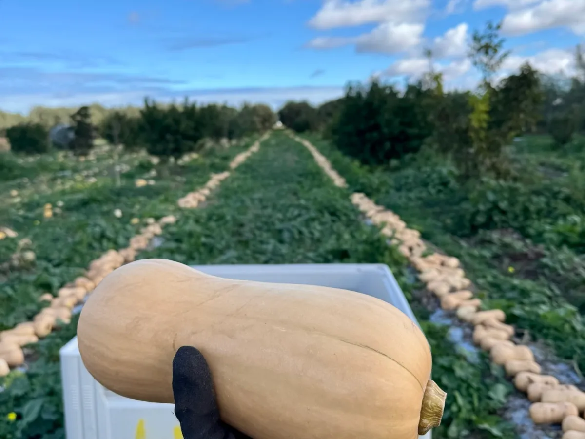 Hoskin Harvest in Lewiston, SA