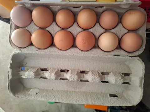 Sue's Eggs in East Branxton, NSW
